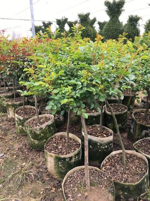 南陽(yáng)月季基地多個(gè)品種2萬余盆月季發(fā)往省內(nèi)花卉市場(chǎng)