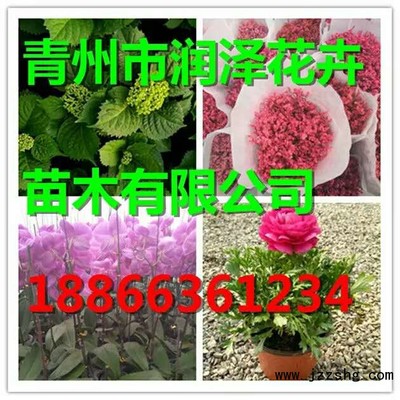 金葉銀槭種植基地 金葉銀槭批發(fā)價格 潤澤花卉苗木-展商網(wǎng)