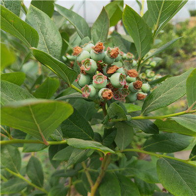 艾文藍藍莓苗種植技術(shù) 藍莓苗新品種廠家批發(fā) 芬蒂藍莓苗推薦鑫奧苗木