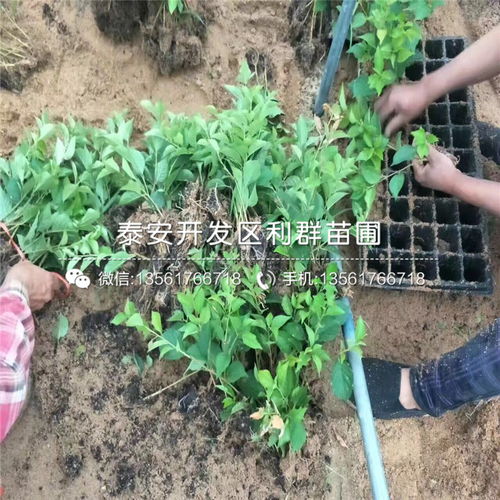 【福星大櫻桃樹(shù)苗基地報(bào)價(jià)】- 