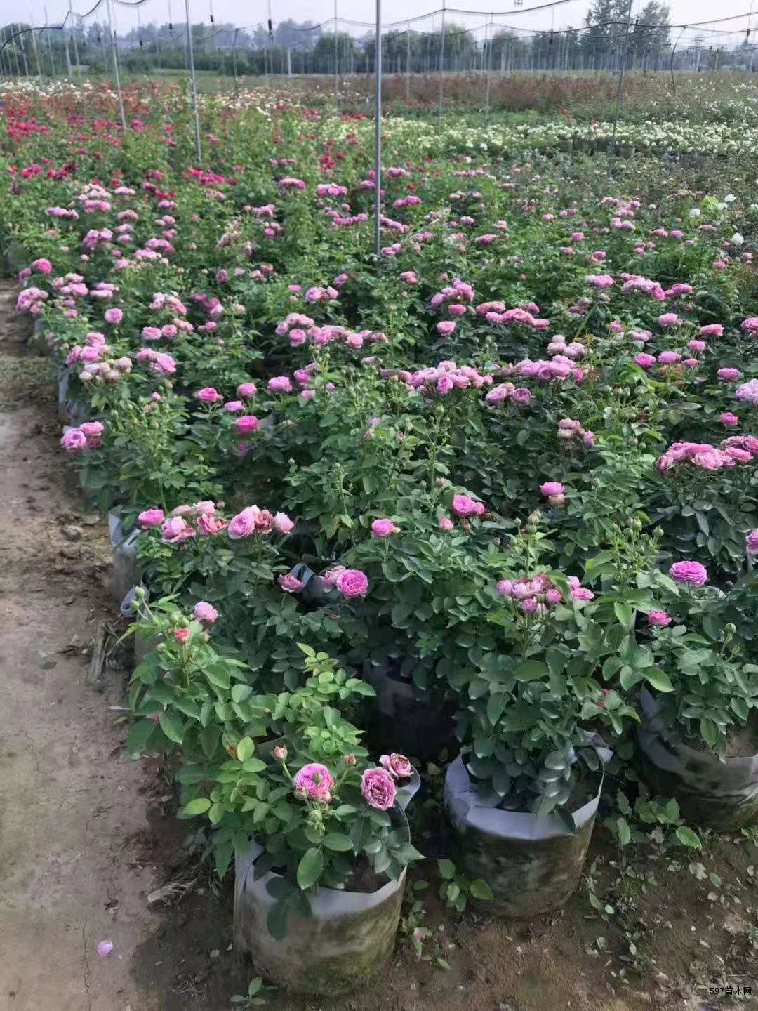 供應(yīng)大花月季地栽苗,大花月季杯苗-597苗木網(wǎng)