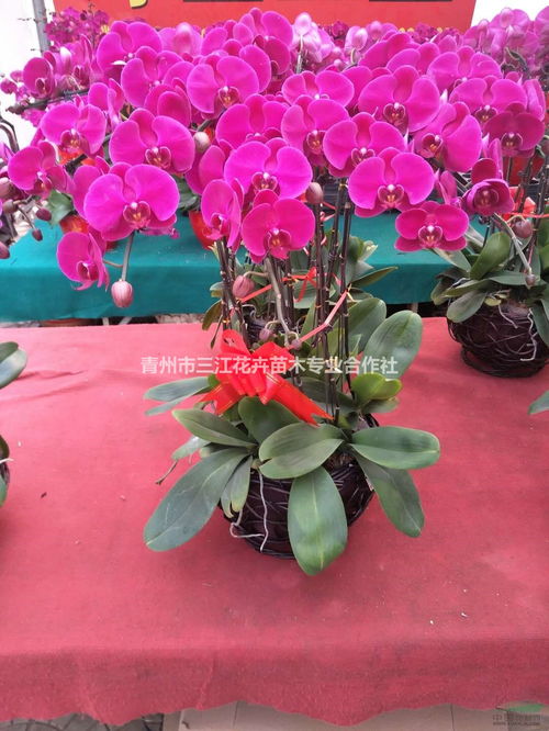 山東盆栽蝴蝶蘭花卉登錄上市 蝴蝶蘭供應(yīng)商基地 種植廠家 產(chǎn)地報(bào)價(jià)單 青州市三江花卉苗木專(zhuān)業(yè)合作社