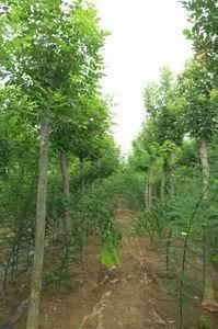求購山東白蠟樹苗 山東白蠟專業(yè)種植基地 白蠟苗銷售,求購山東白蠟樹苗 山東白蠟專業(yè)種植基地 白蠟苗銷售生產(chǎn)廠家,求購山東白蠟樹苗 山東白蠟專業(yè)種植基地 白蠟苗銷售價格