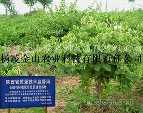 供應(yīng)金銀花