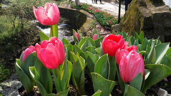 中山 橫欄鎮(zhèn)花木種植催生一批新產(chǎn)業(yè)新行業(yè),農(nóng)資暢銷(xiāo)珠中江