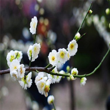 綠萼梅多少錢(qián)一斤
