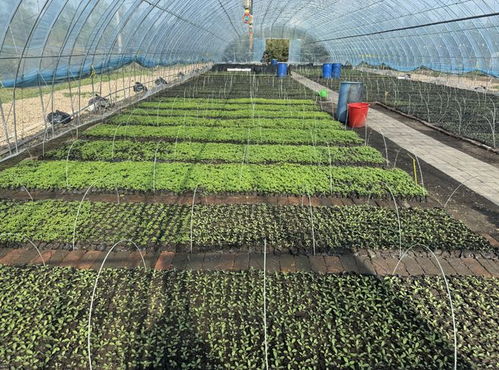 栽種花卉10萬株 牙克石林場苗圃完美呈現(xiàn)好生態(tài)