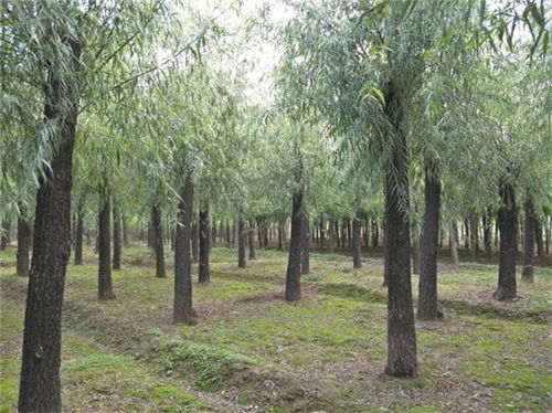 西藏10公分旱柳哪有12公分旱柳規(guī)格型號 咨詢