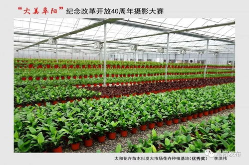 40年,阜陽的71個精美瞬間