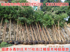 精品推薦 葉金枝 個人 天竺桂最新價格行道樹花木批發(fā)基地