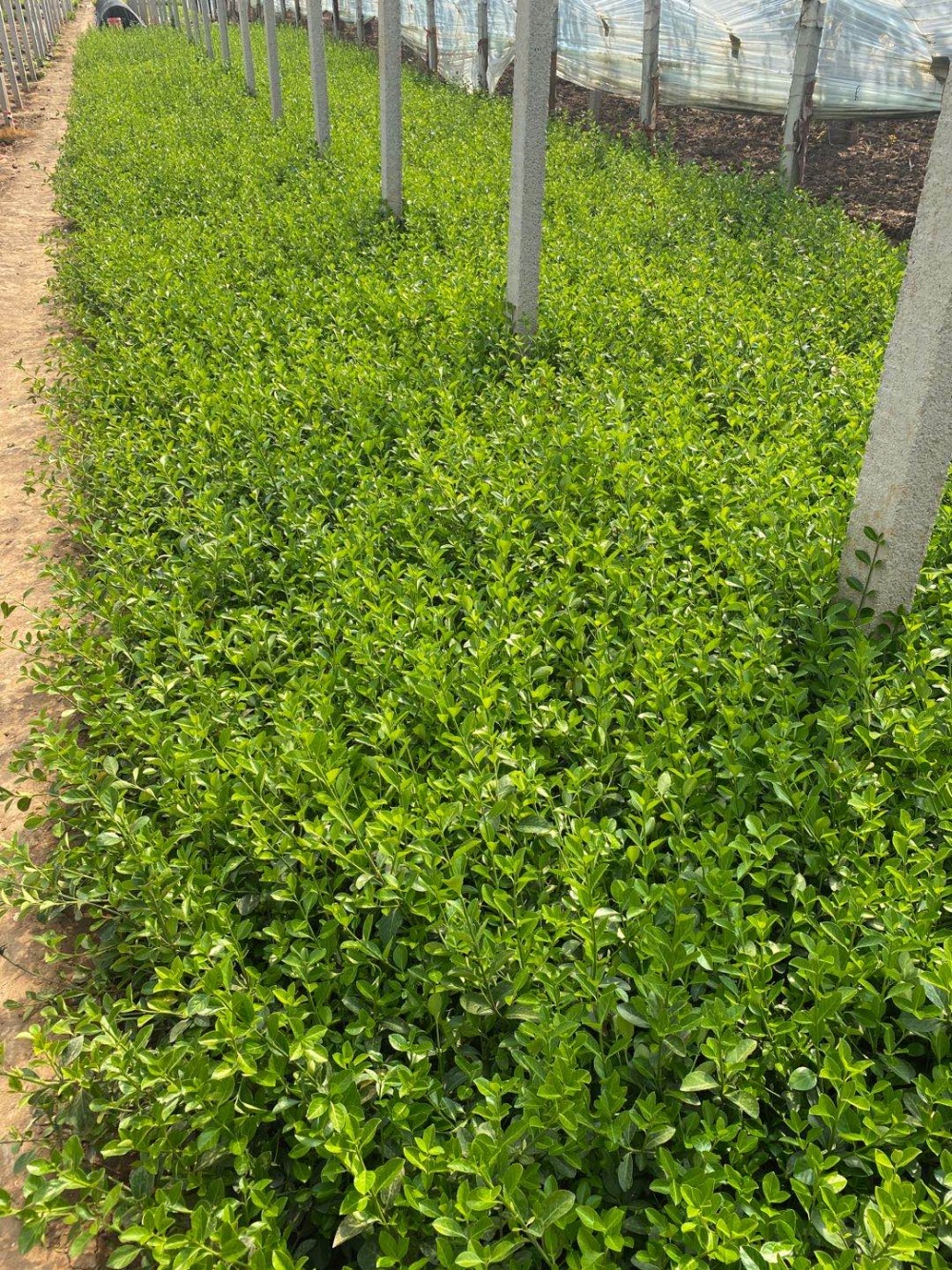 宸涵 小葉扶芳藤種植基地 大量出售扶芳藤幼苗 - 青州市宸涵花卉苗木