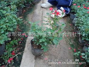 微型月季,月季精品,微型月季報價,優(yōu)質(zhì)微型月季