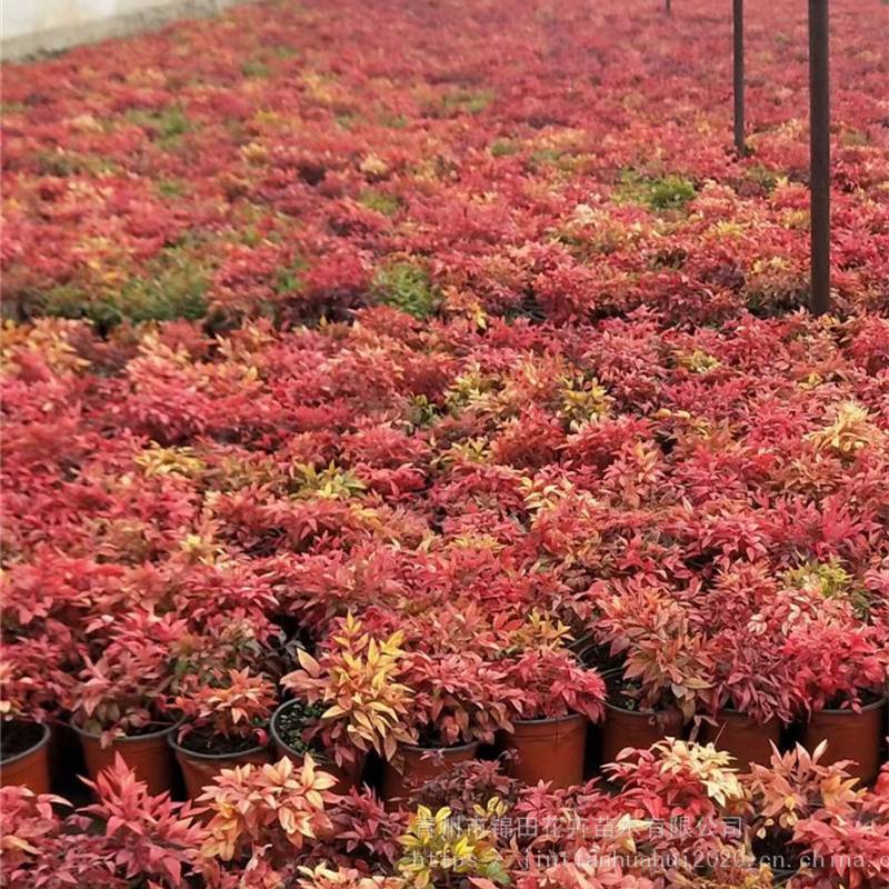 青州火焰南天竹出售 火焰南天竹種植基地 地被灌木基地 - 青州市錦田