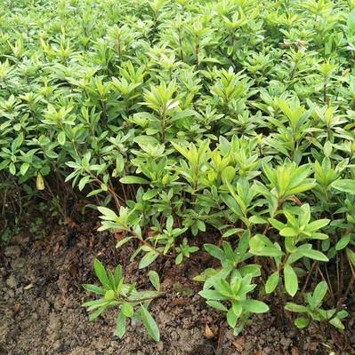 毛杜鵑球 廣東中山公園綠化用的花卉苗木批發(fā)價(jià)格 多少錢一棵