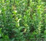 優(yōu)質(zhì)衛(wèi)矛首推青州森源花卉苗木 衛(wèi)矛種植基地-青州市森源花卉苗木提供優(yōu)質(zhì)衛(wèi)矛首推青州森源花卉苗木 衛(wèi)矛種植基地的相關(guān)介紹、產(chǎn)品、服務(wù)、圖片、價(jià)格衛(wèi)矛、小區(qū)綠化用苗、綠化工程用苗、小區(qū)綠化樹苗、青州綠化苗木基地、濰坊道路綠化樹苗、