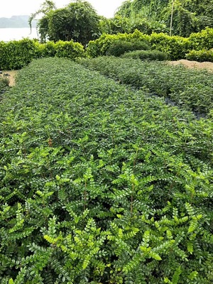 胡椒木地被七斤袋大袋農(nóng)戶直銷 貨源批發(fā)價(jià)園林綠化景觀植物