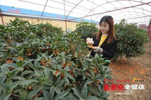 第十六屆泰山苗木花卉交易會(huì)10月16日開幕