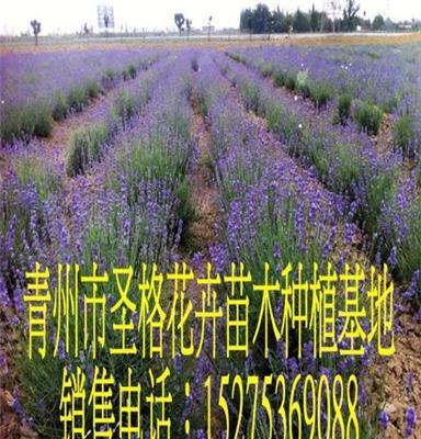衢州熏衣草種植基地青州市圣格花卉苗木專業(yè)合作社