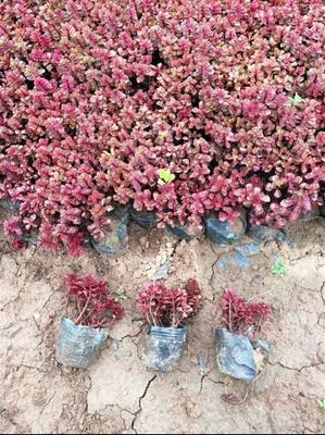 廣西三七景天種植基地 青州向陽花卉苗木
