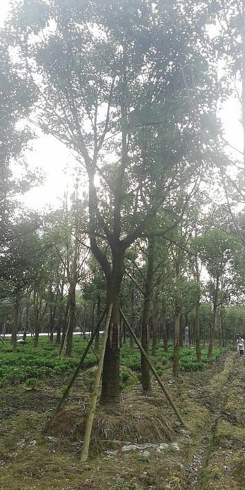 【喬木香樟出售-基地香樟現(xiàn)貨出售】- 