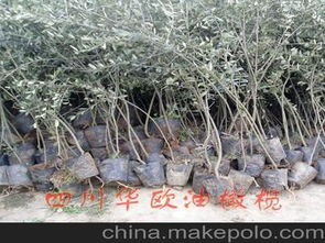 花卉種子種苗供應(yīng)商,價格,花卉種子種苗批發(fā)市場 