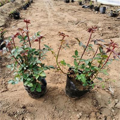 【月季大量批發(fā) 月季地被草花】 - 青州市承玉花卉苗木種植專業(yè)合作社