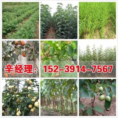 2021歡迎訪問(wèn) 滎陽(yáng)3公分蘋果樹(shù)苗苗圃 股份集團(tuán)