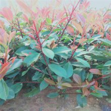 【新型廠區(qū)綠化,工廠綠化設計施工,工廠綠化栽植技術指導圖片】新型廠區(qū)綠化,工廠綠化設計施工,工廠綠化栽植技術指導 - 青州市茗茜花卉苗木專業(yè)合作社
