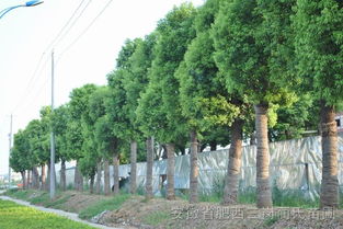 湖南引導支持花卉苗木產業(yè)轉型發(fā)展