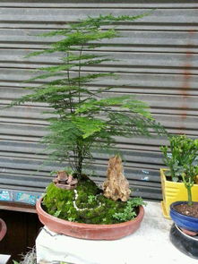 永州市成立花木盆景協(xié)會 500多家盆景花木種植戶