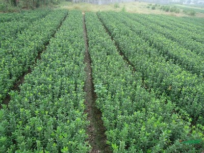 【企業(yè)景觀設(shè)計方案工廠綠化常用苗木大葉黃楊】價格,廠家,大葉黃楊