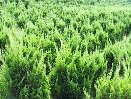供應(yīng)山東青州麗穎花卉苗木基地是專業(yè)的龍柏種植基地_農(nóng)副產(chǎn)品_世界工廠網(wǎng)中國產(chǎn)品信息庫