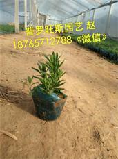 來(lái)普羅旺斯花卉苗木,買(mǎi)熱銷薰衣草 薰衣草批發(fā),來(lái)普羅旺斯花卉苗木,買(mǎi)熱銷薰衣草 薰衣草批發(fā)生產(chǎn)廠家,來(lái)普羅旺斯花卉苗木,買(mǎi)熱銷薰衣草 薰衣草批發(fā)價(jià)格