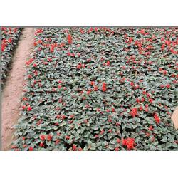 秀崗花卉苗木 多圖 ,國(guó)慶菊種植,臨沂國(guó)慶菊批發(fā)