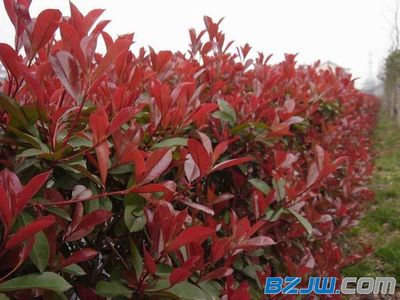 【供應(yīng)山東優(yōu)質(zhì)的時(shí)令草花】_供應(yīng)山東優(yōu)質(zhì)的時(shí)令草花價(jià)格_供應(yīng)山東優(yōu)質(zhì)的時(shí)令草花廠家-到中華標(biāo)準(zhǔn)件網(wǎng)