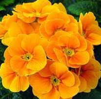 花種,花種生產廠家,花種價格