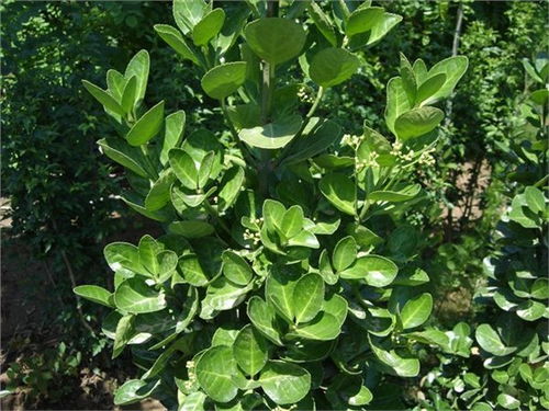 種植批發(fā)基地 13869655 青州市向陽花卉苗木園藝場 衛(wèi)矛,羽衣甘藍